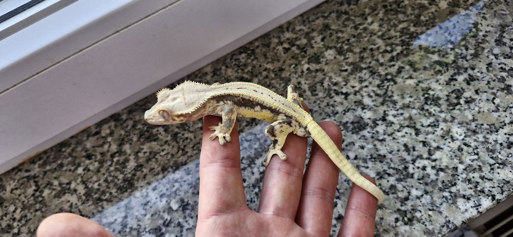 Gekony orzęsione (samice,samce)