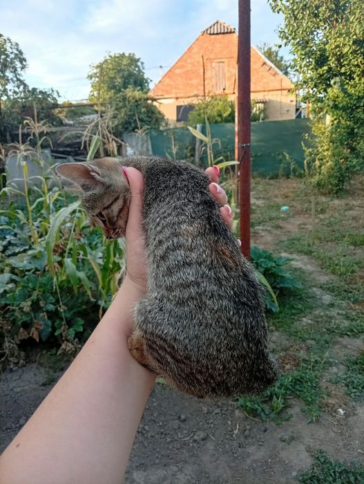 Отдам котенка девочку