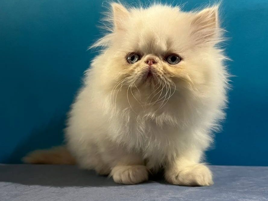 Персидські кошенята