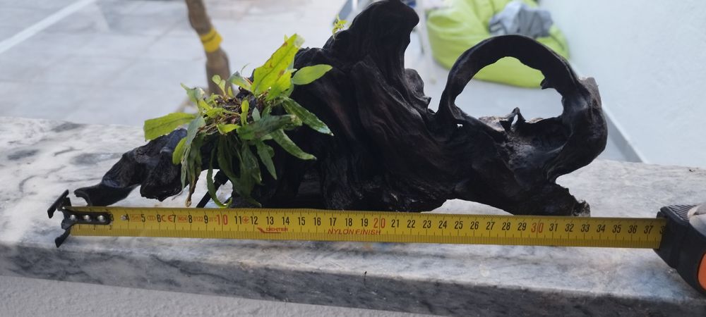 Tronco com plantas