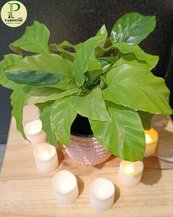 Калатея. Ф’южн Єлоу. Розеопікта Принцеса Джессі. Ф’южн Вайт.