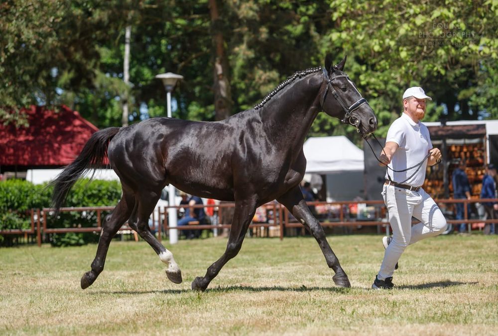 Ogier Wielkopolski Wybryk-MT dotacyjny