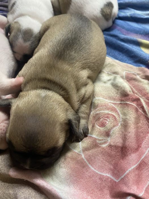 Французькі Бульдожки