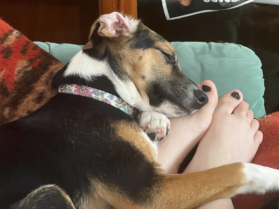 URGENTE -Cadela para adocao