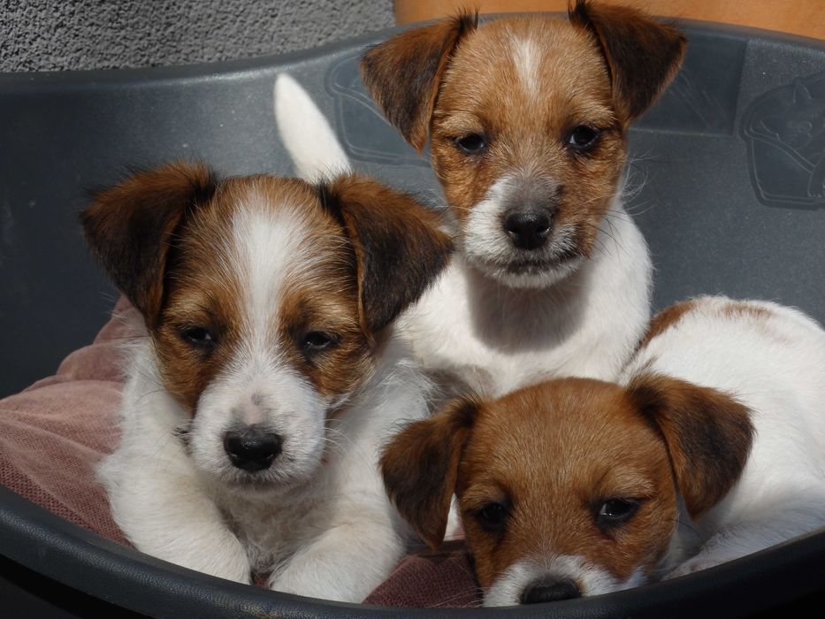 Jack Russell Terrier # YARA Smartie Jacks # broken haired female