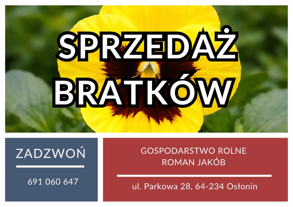 Sprzedaż bratków / detal