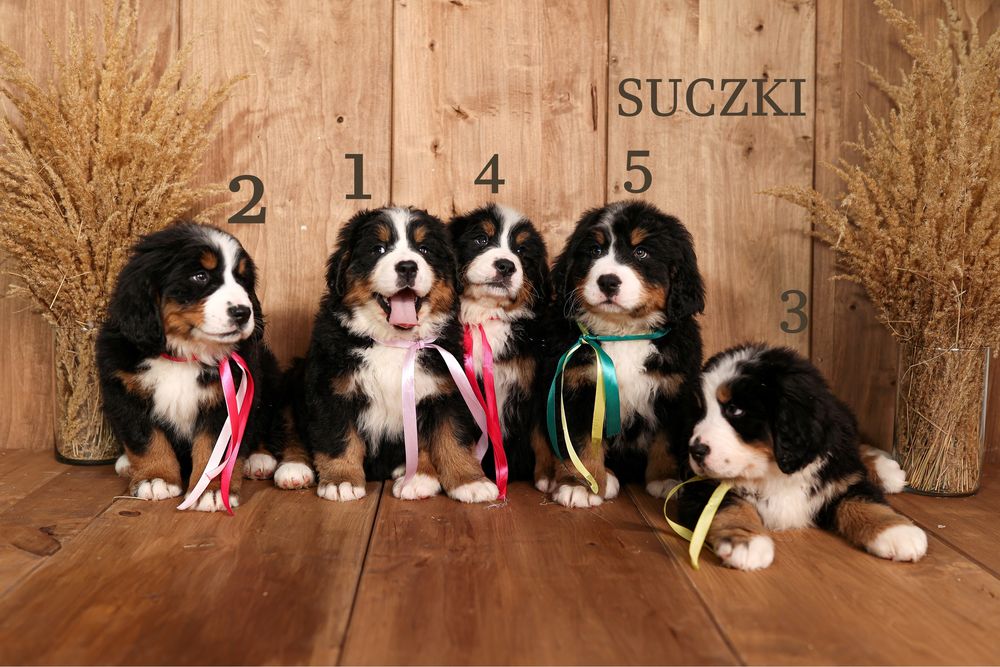 Berneński pies pasterski suczka