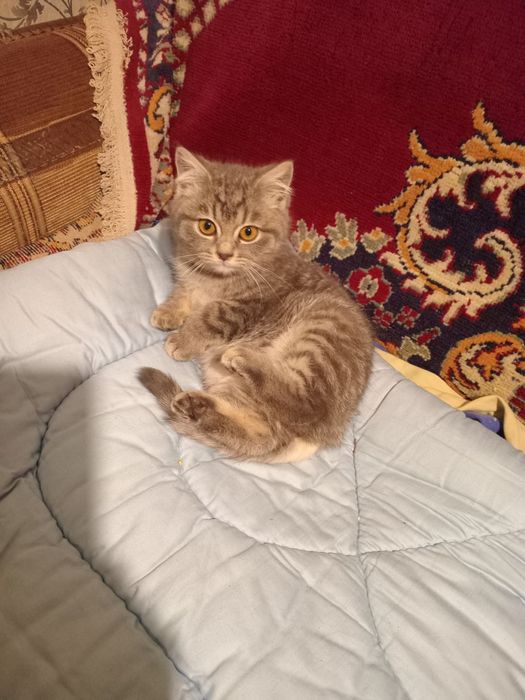 Британські кошенята