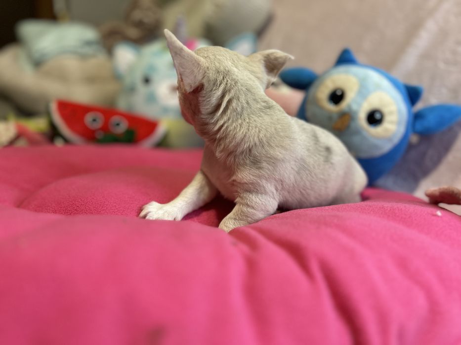 Piesek lilac merle nie spotykany kolor .