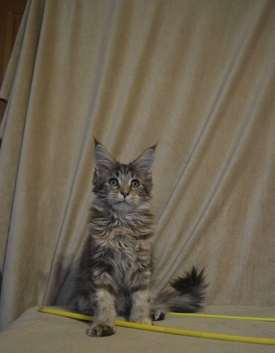 Дівчинка з відомого розплідника Bartalameo Акційна ціна