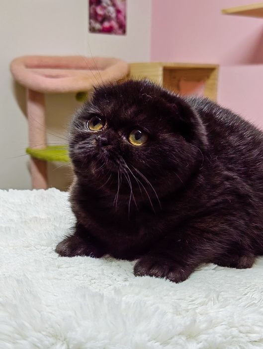 Menino scottish fold