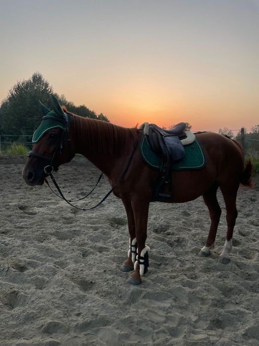 Sprzedam zestaw Kentucky czaprak nauszniki