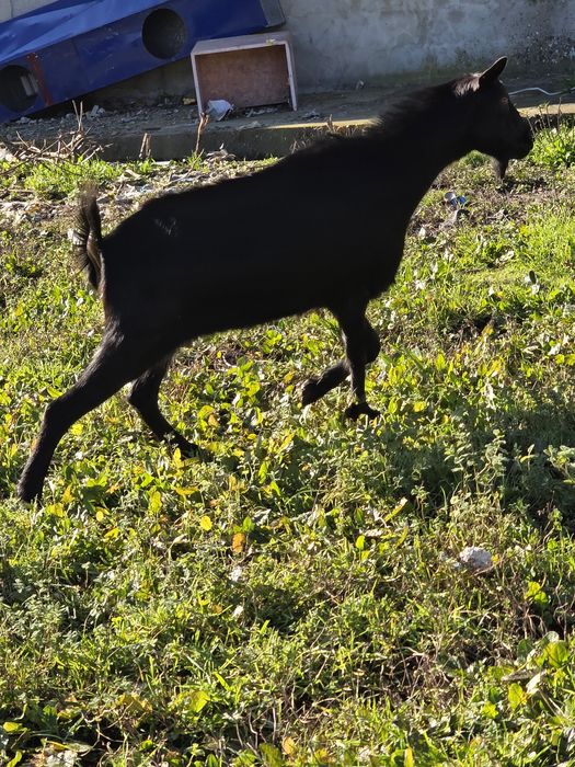 Vendo 3 cabras mochas