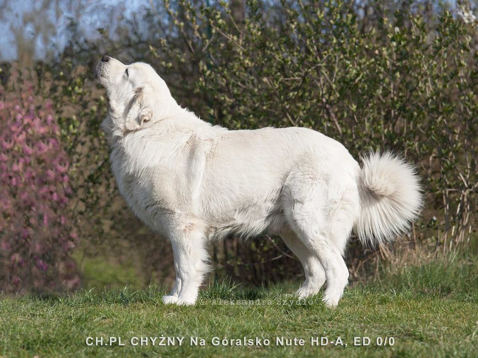 Owczarek Podhalański