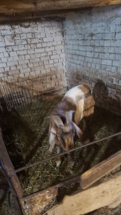 Злучка з англонубійцем