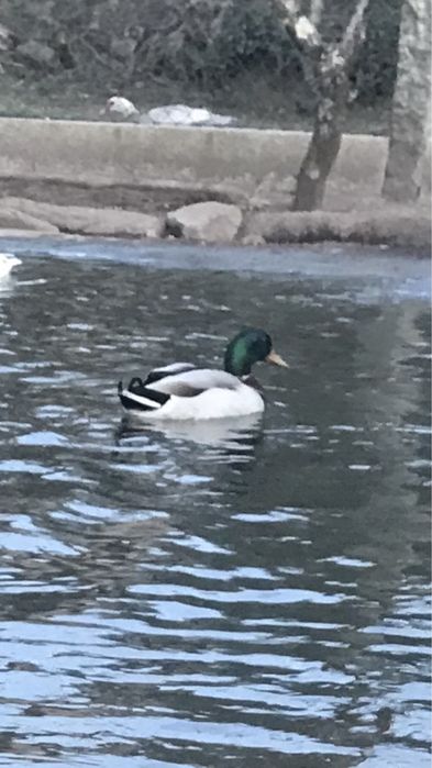 Patos muito bonitos