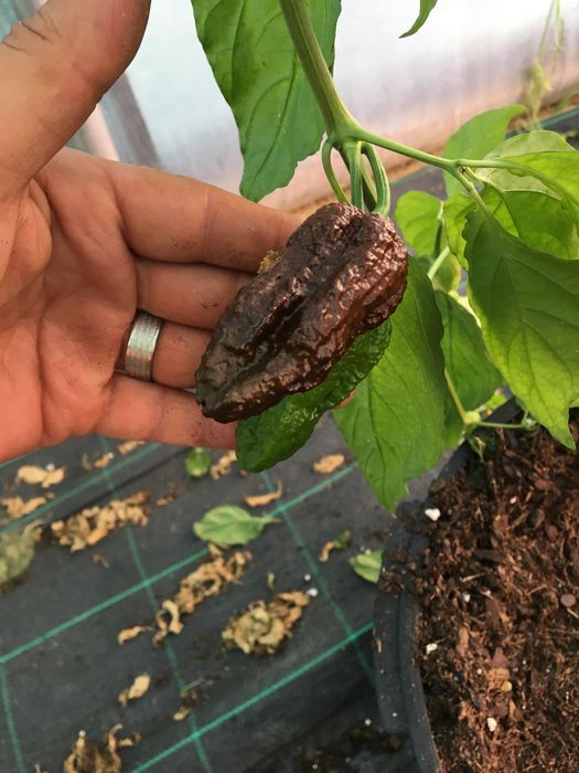 Sementes de chocolate bhutlah