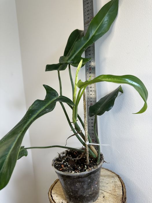 Філодендрон Philodendron  Jerry Horne Т 27