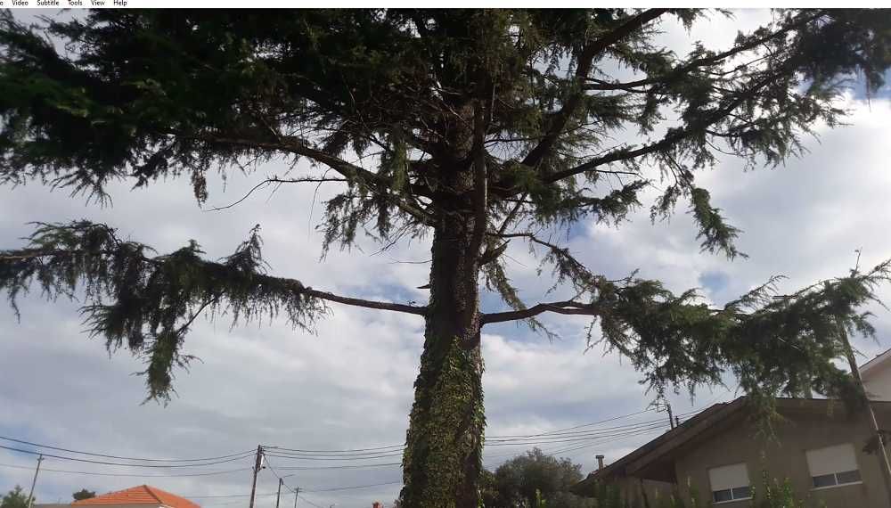 Doaçao de Madeira em Pé