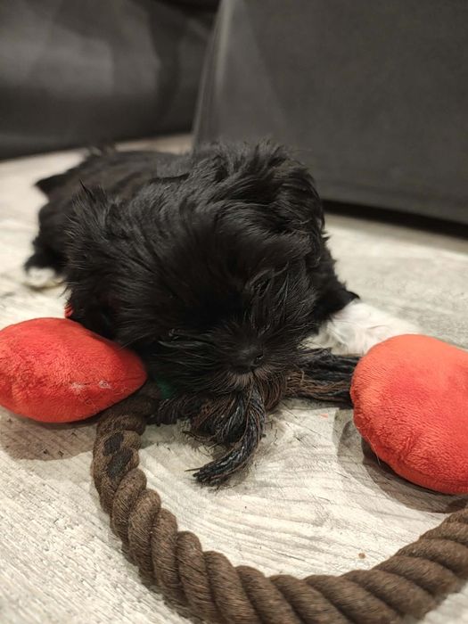 Suczka shih tzu rodowód