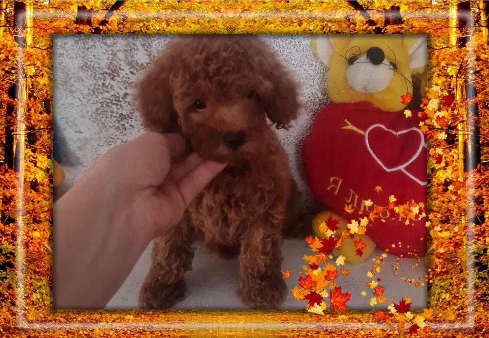 Цуценята Мальті-Пу хлопчики та дівчата.