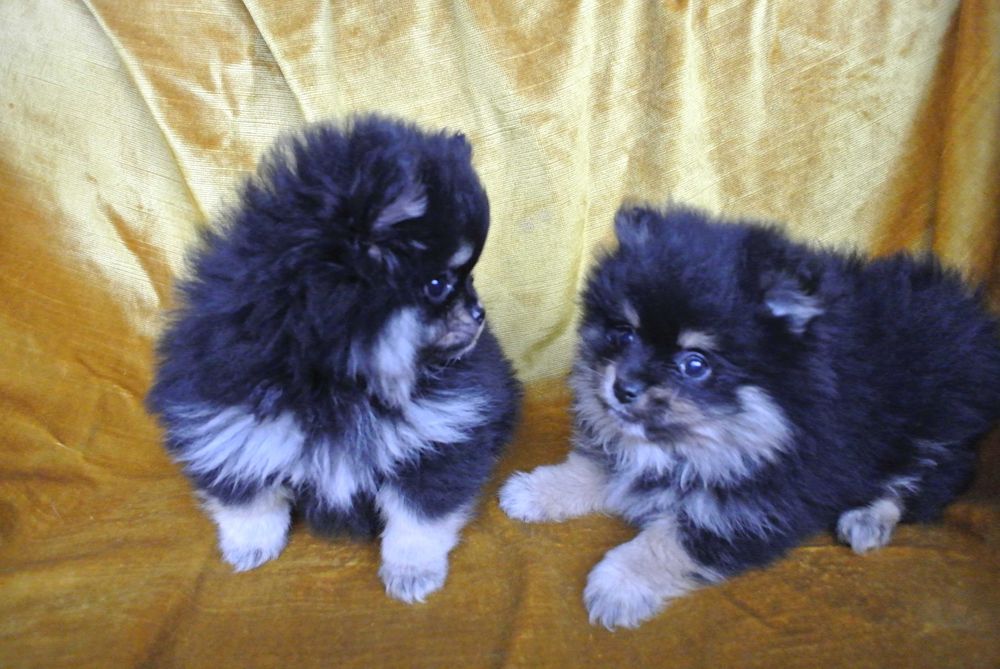 Pomeranian szpic miniaturowy