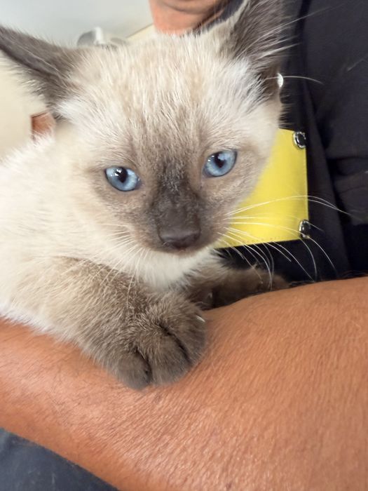 Dá-se 2 gatinhas