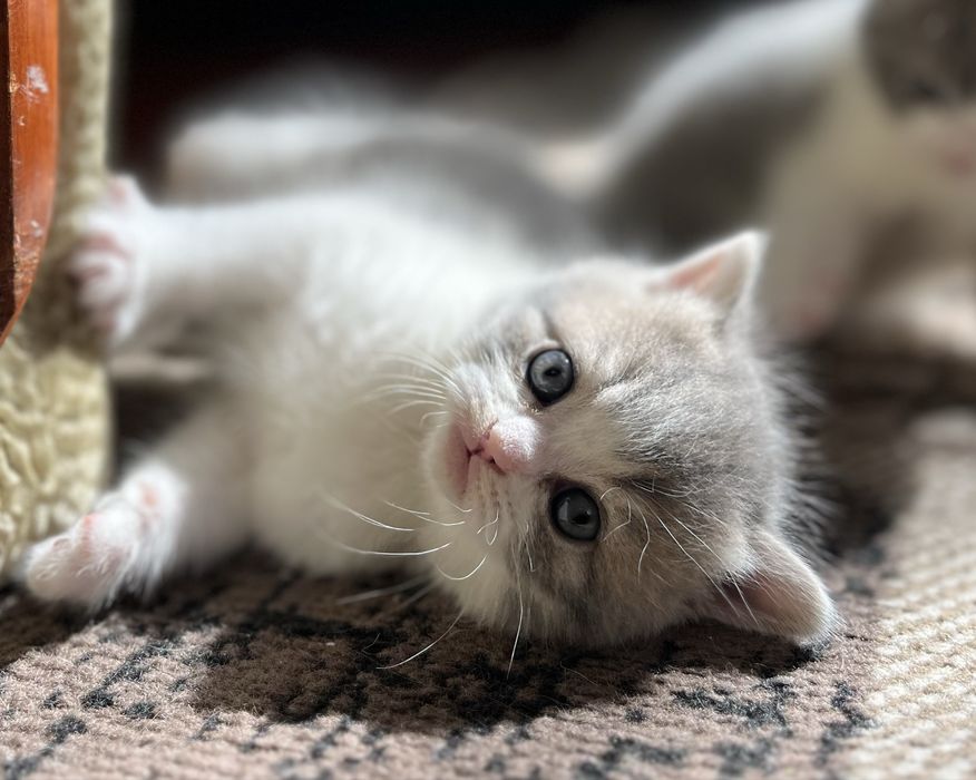 Продам котят британцев