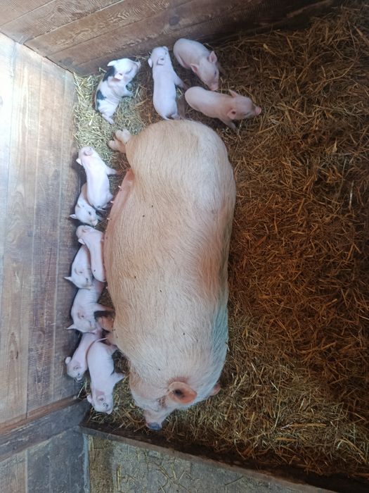 Вьєтнамські поросята