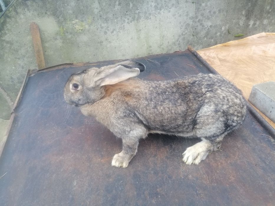 Króliki mieszane 6-7kg samce i samice