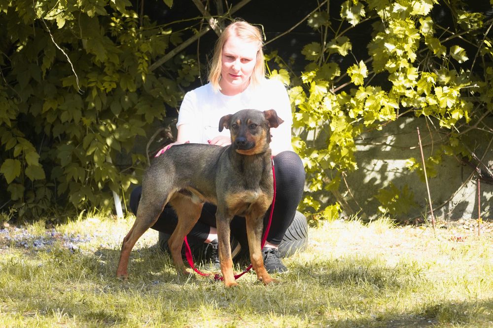 Amon - fajny, młody pies poleca się do adopcji
