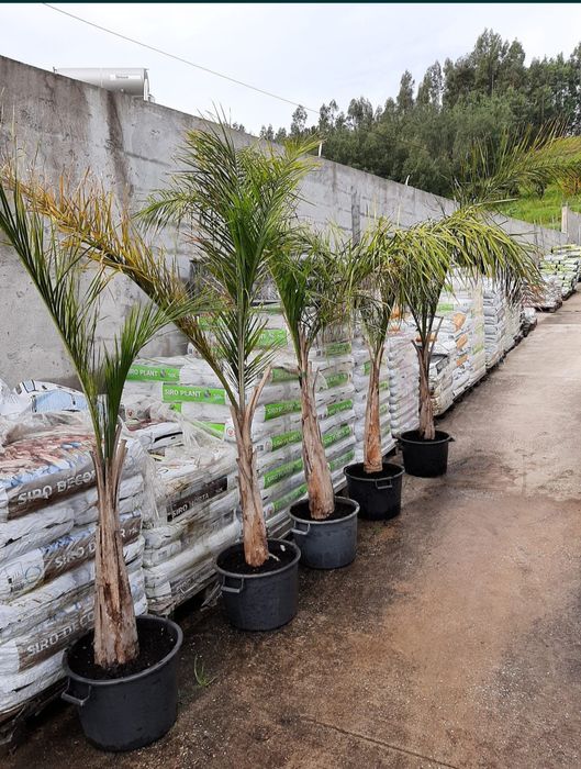 Coqueiros/ Planta de exterior