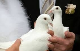 Biale Golebie Na Slub Zawiercie Centrum Olx Pl