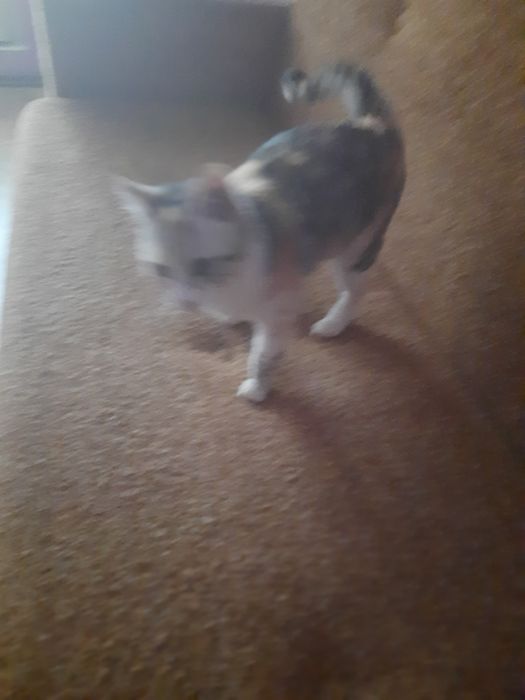 Одам кошку хорошим рукам