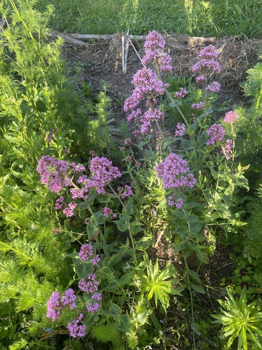 Złocień właściwy,byliny wieloletnie