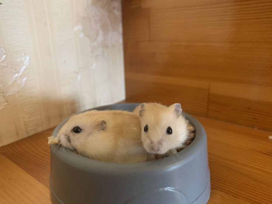 Хомяки, джунгарики