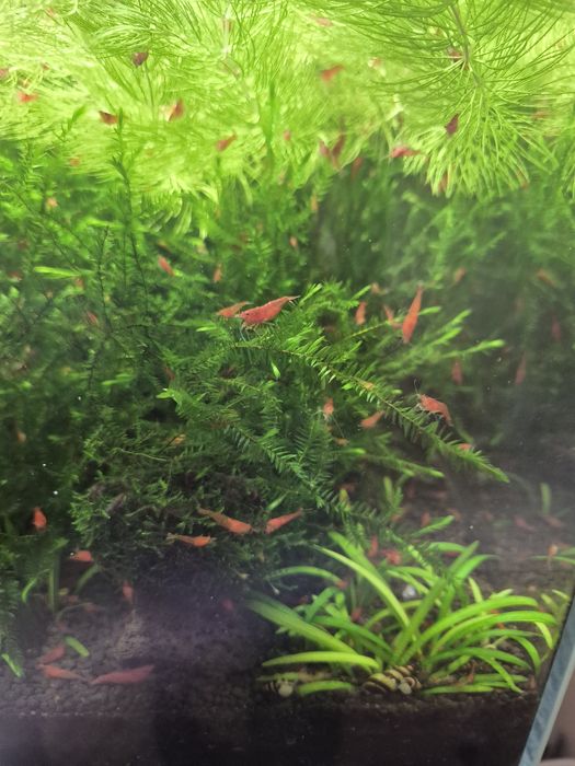 Krewetki red cherry po sakurach