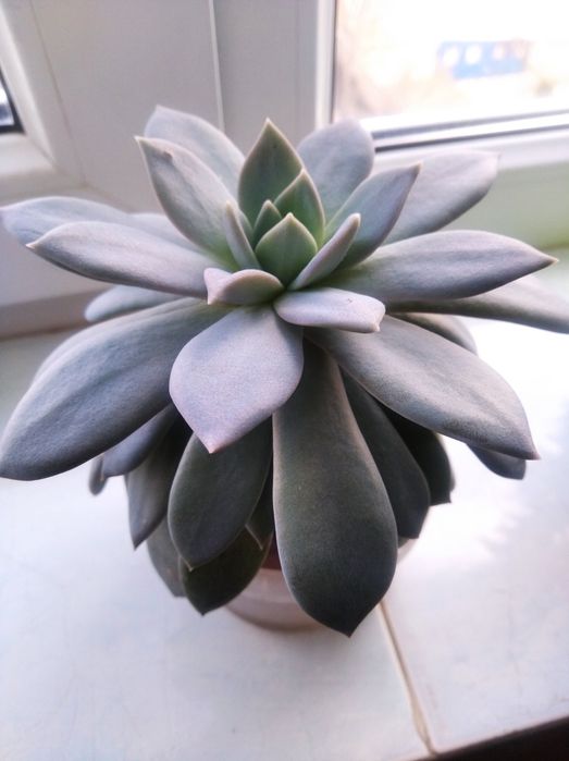 Суккулент Эхеверия