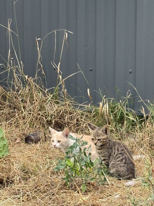 Кошенята 2-3 місяців  дівчинки