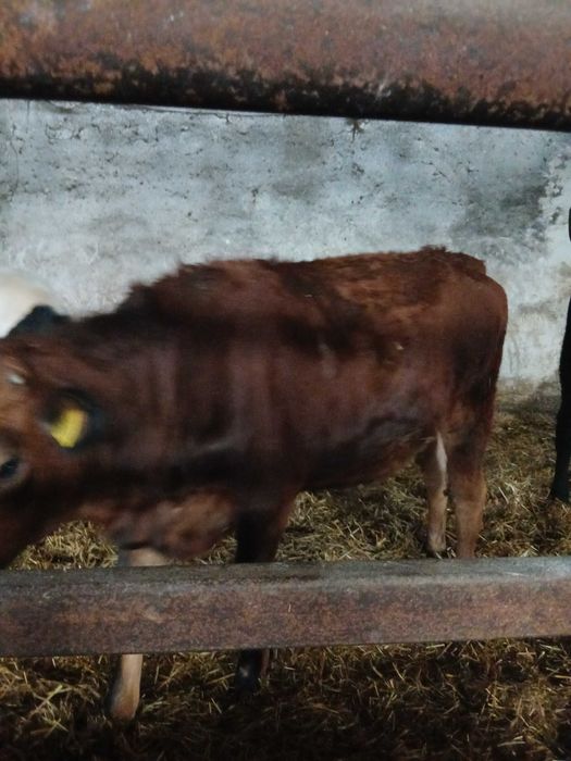 Jalowki w różnym wieku