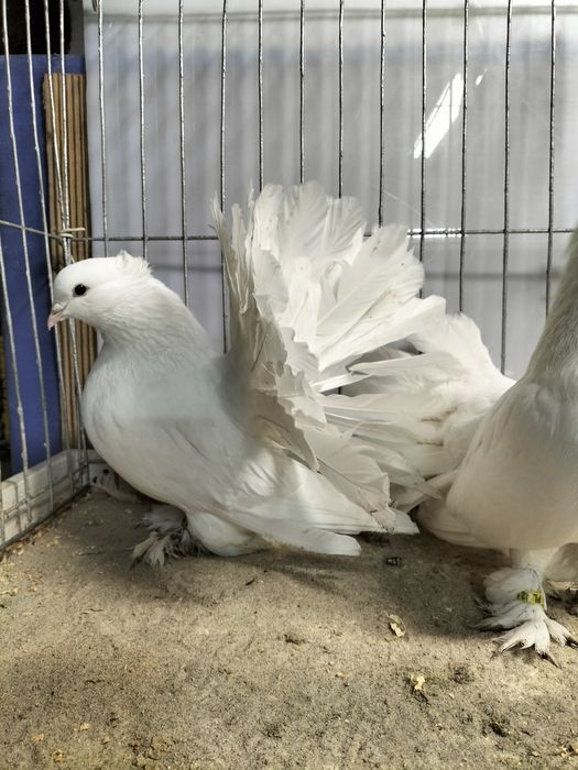 Gołębie ozdobne,pawiki indyjski.