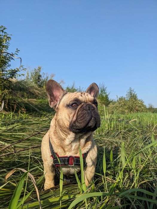 В'язка Французький Бульдог