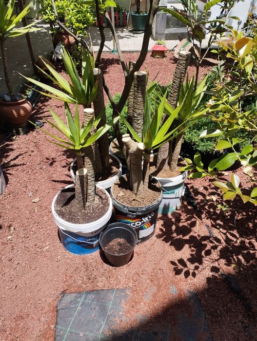 Palmeiras Australianas e yuka elephantus e dracaenas