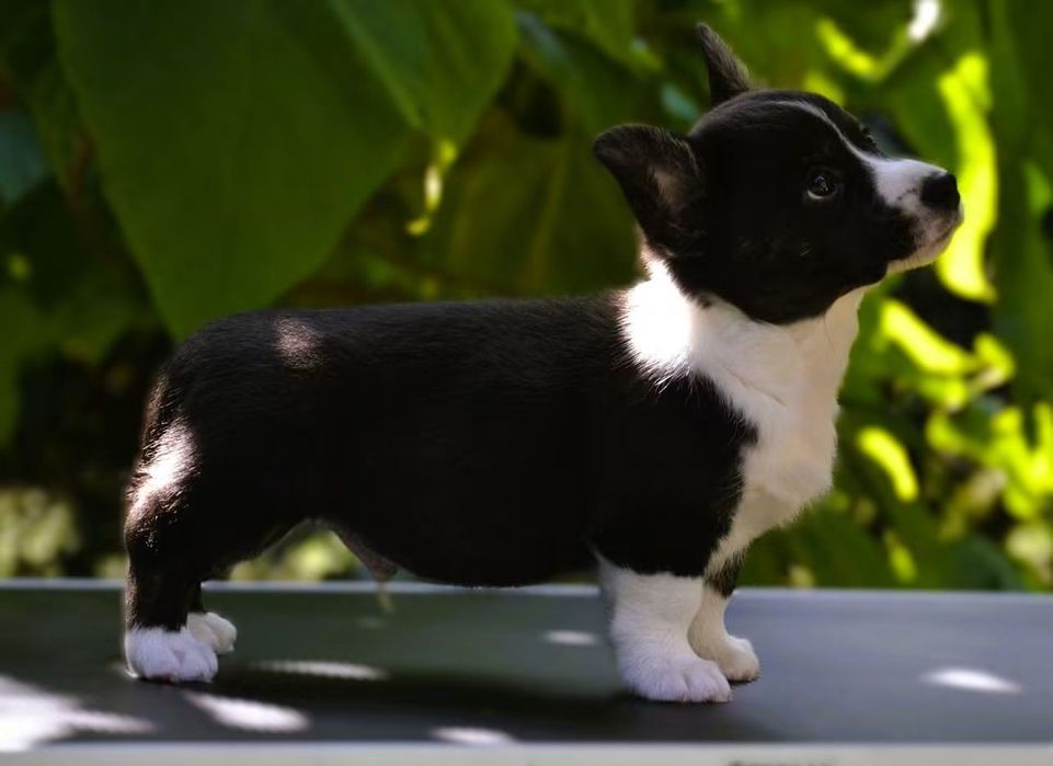 Welsh Corgi Cardigan chłopiec ZKwP FCI