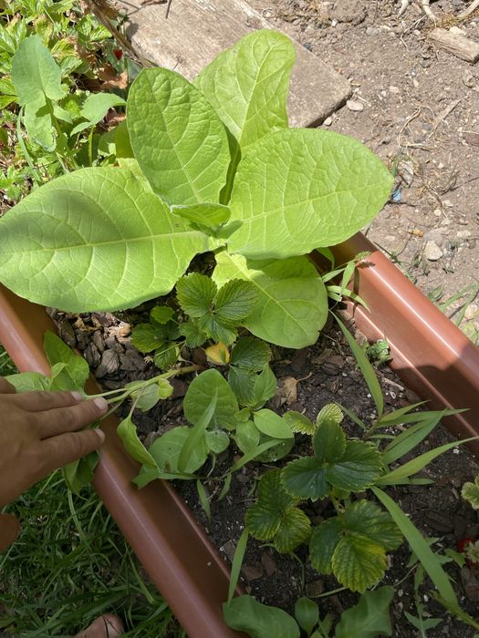 Sementes de tabaco