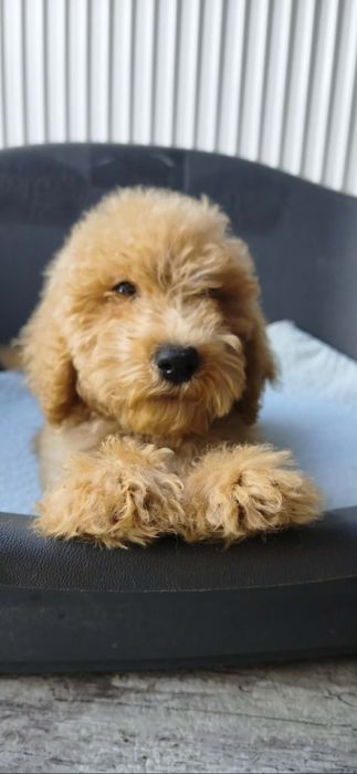 Apricot płowy goldendoodle samiec biszkoptowy badania genetyczne