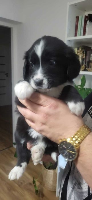 Golden Mountain Dog Golden Retriever +Berneński Pies Pasterski