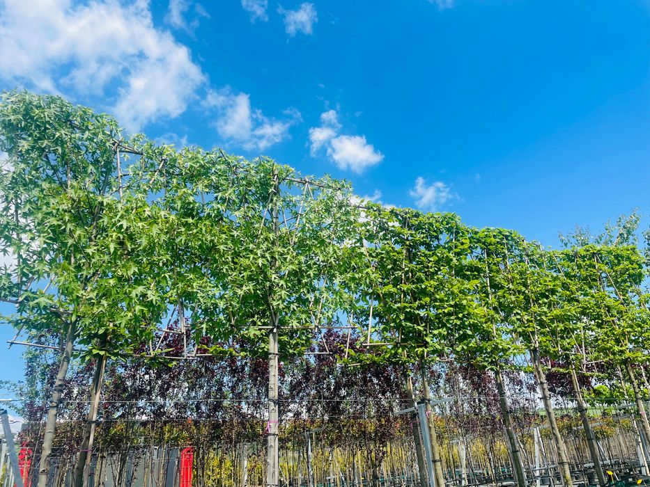 Ambrowiec Amerykański EKRAN 300 cm cena 1650 zł