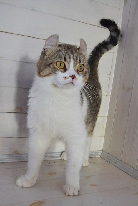 Котик кинкалоу Лонг.