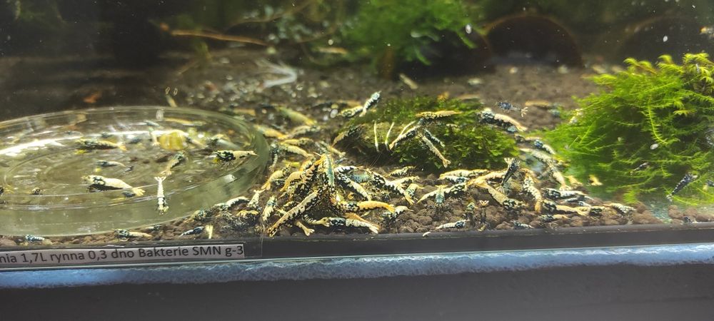 Krewetki caridina Boa